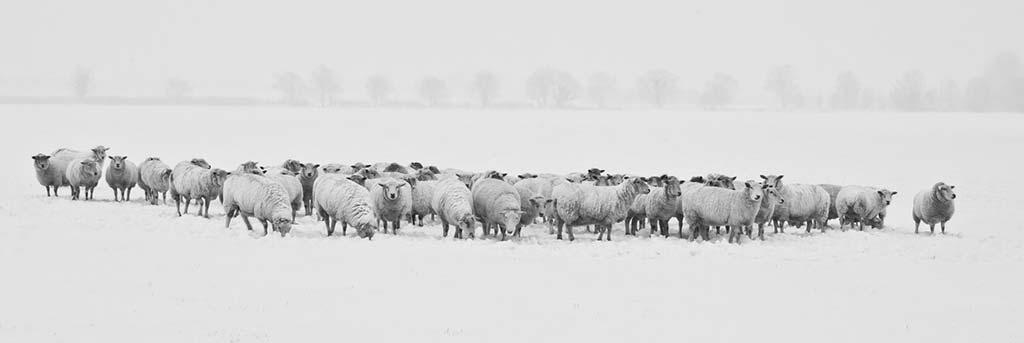 Schafskälte - Schafe im Schnee